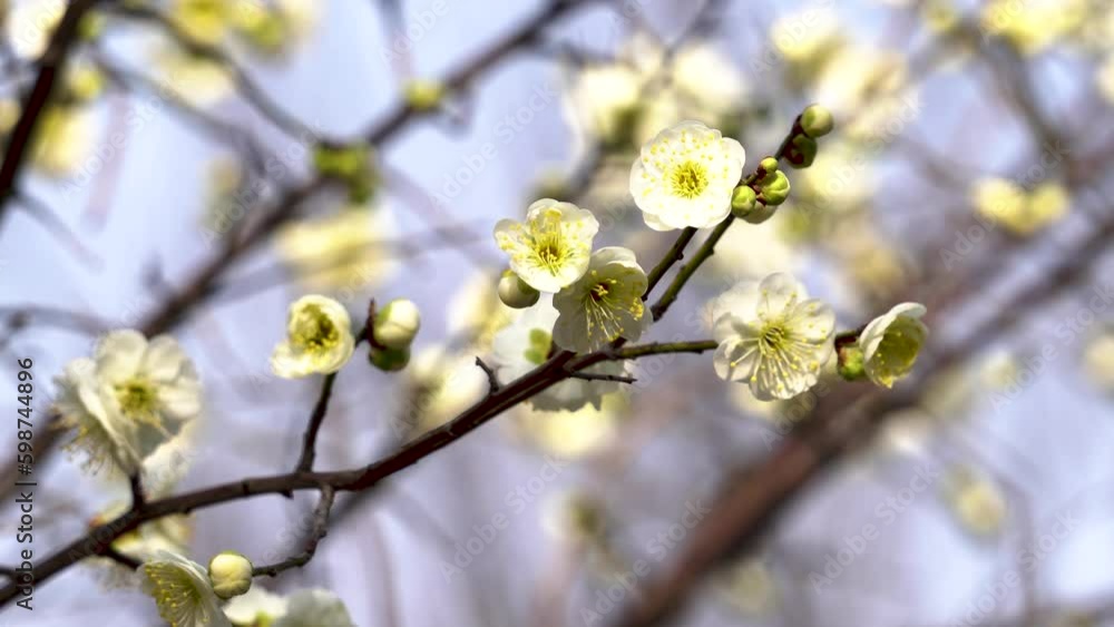 White plum blossoms blooming in the garden in spring
White plum blossoms blooming in the garden in spring