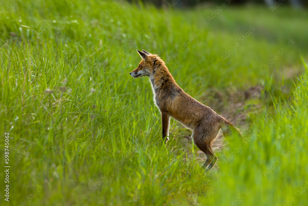 fox in the grass fox in the grass