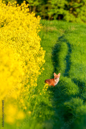 A red fox, vulpes vulpes, on a field path at a flowering rape field in springtime