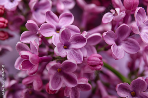 Blooming lilac flowers as background  closeup