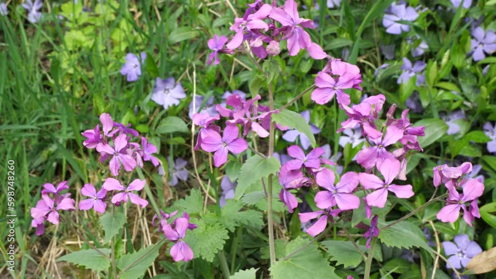 Flowering Lunaria.
The lunar is used in landscape design.
Flowering Lunaria.
The lunar is used in landscape design.