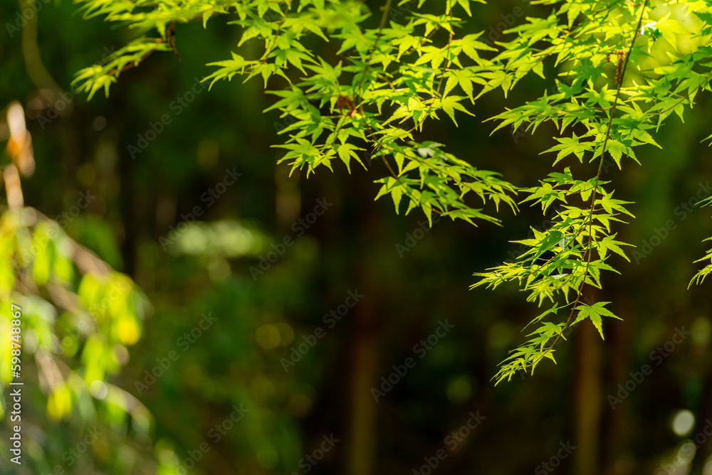 新緑の葉 新緑の葉