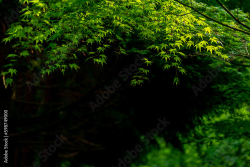 新緑の葉 © 歌うカメラマン
