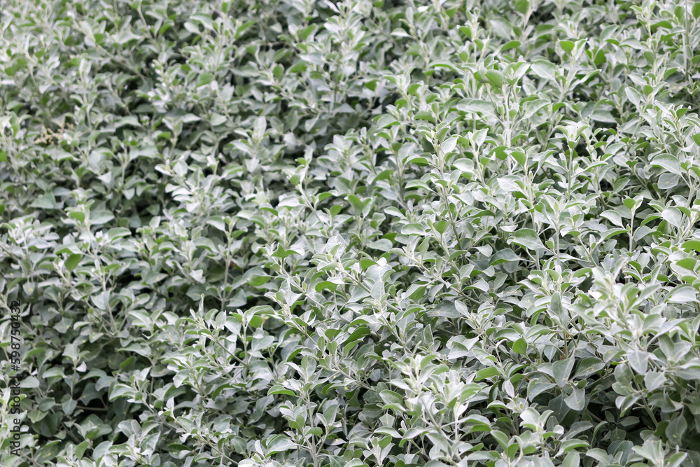 grey leaf foliage background grey leaf foliage background