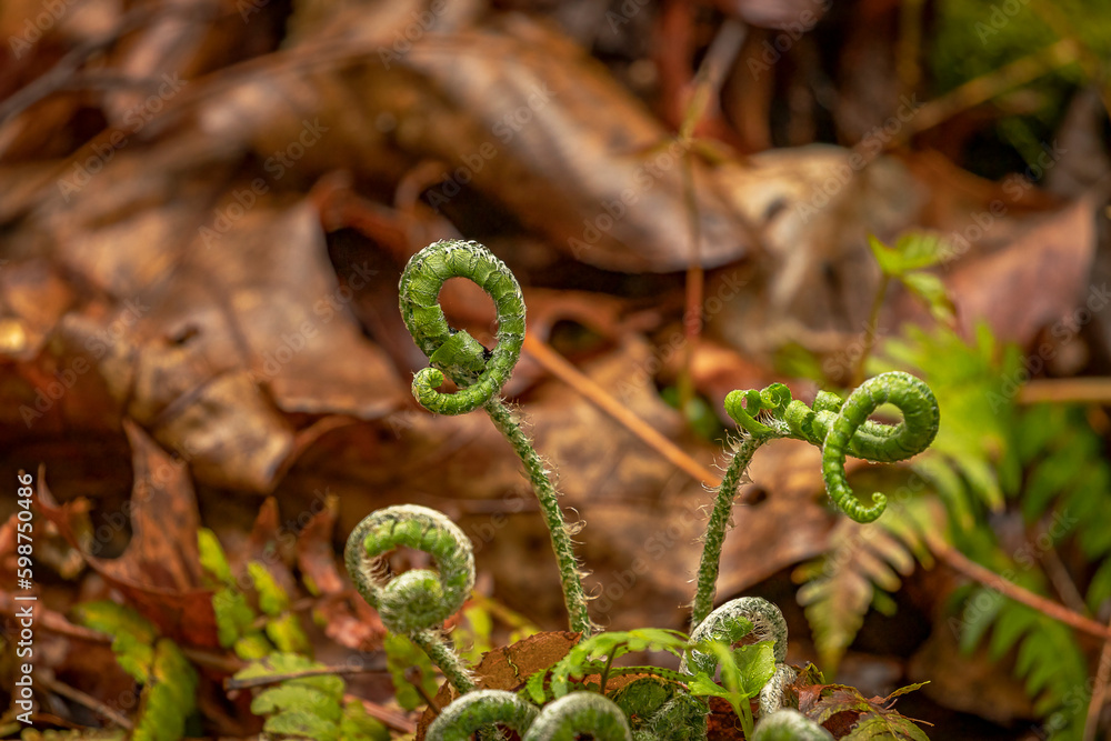 Fototapeta premium Fiddleheads before they unfurl to become lucious woodland ferns