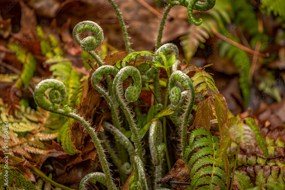 Fiddleheads before they unfurl to become lucious woodland ferns Fiddleheads before they unfurl to become lucious woodland ferns