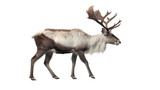 Reindeer isolated on transparent background created with generative AI technology