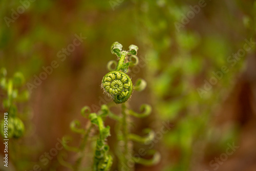 Fiddleheads before they unfurl to become lucious woodland ferns © Judy