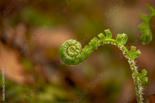 Fiddleheads before they unfurl to become lucious woodland ferns