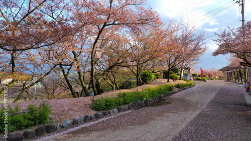 Wallpaper Mural 尾道千光寺公園（桜散る）2 Torontodigital.ca