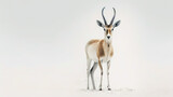 gazelle on minimalist white background, generative ai