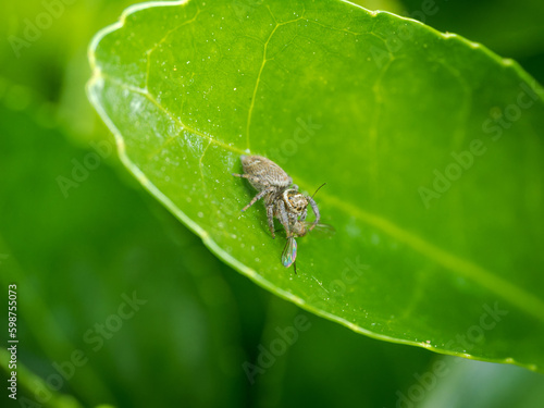 Araña saltarina comiéndose una mosca