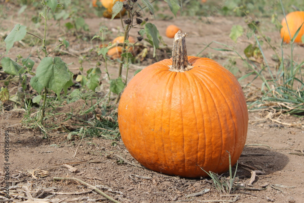 Fototapeta premium Pumpkin on a field