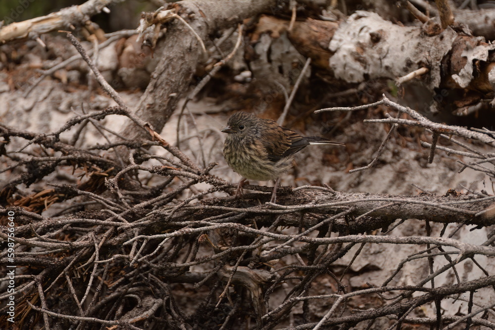 Juvenile junco Juvenile junco