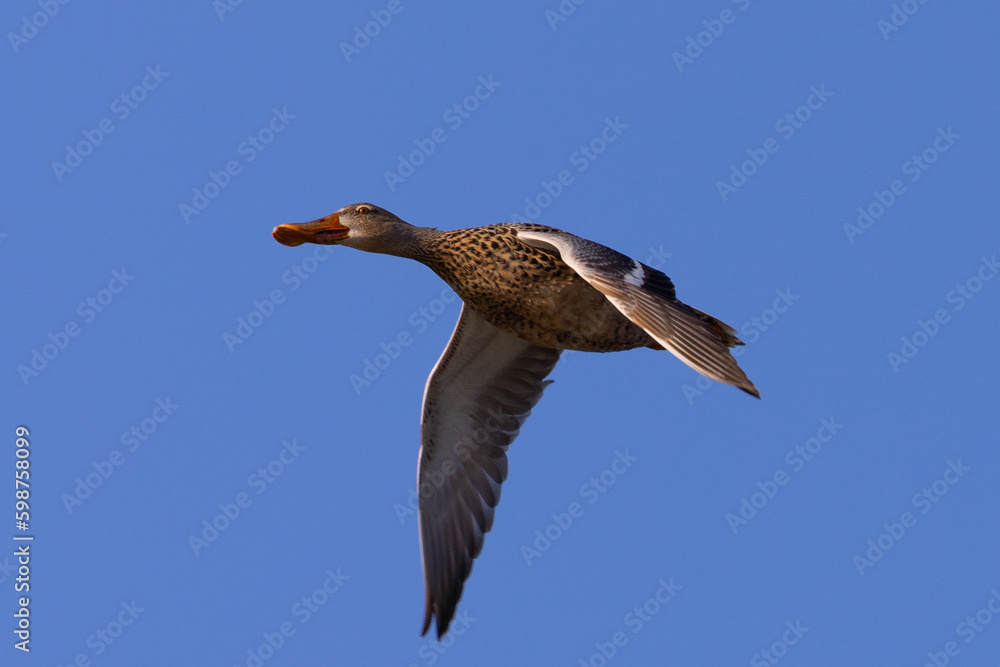 Female Northern Shoveler in beautiful light, seen in the wild in North California Female Northern Shoveler in beautiful light, seen in the wild in North California
