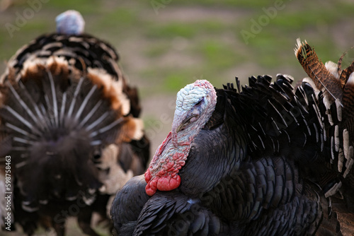 Black turkey profile close up