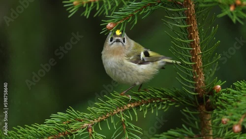 A small Goldcrest standing on a Spruce branch and singing on a spring evening in Estonian boreal forest, Northern Europe