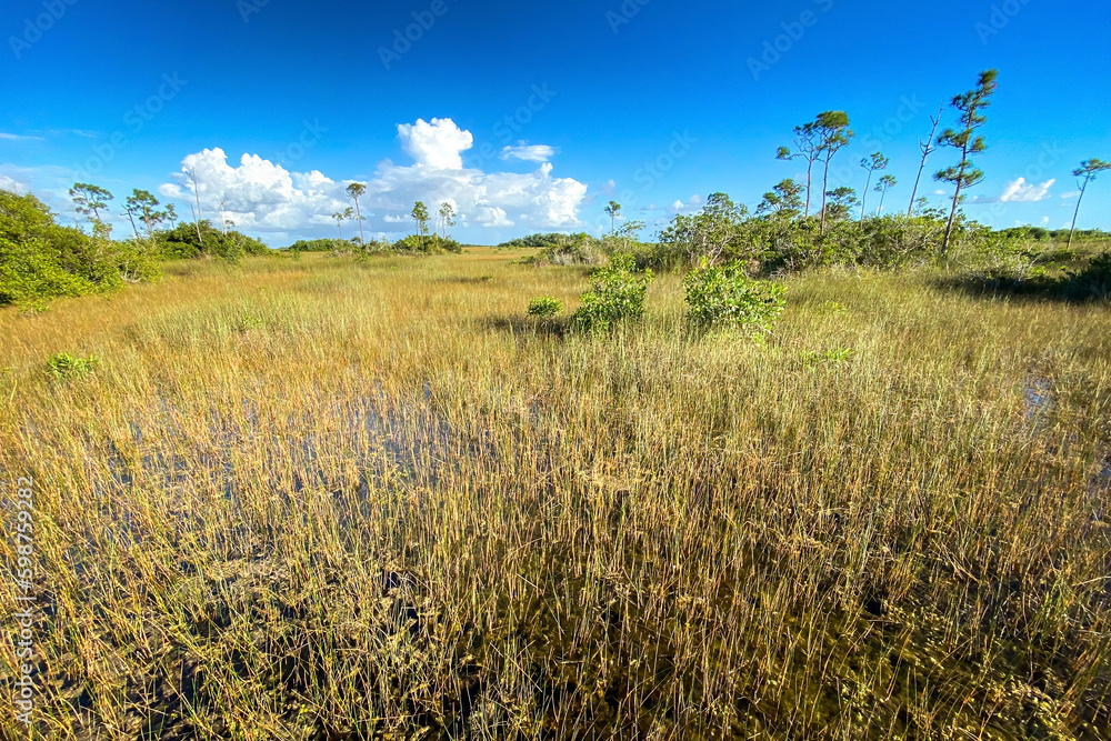 Scenic view of swampland at Everglades National Park, Florida, USA. Scenic view of swampland at Everglades National Park, Florida, USA.