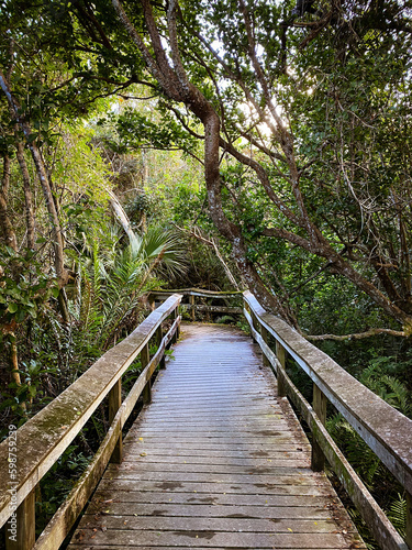 Mahogany Hammock Trail Boardwalk, Everglades National Park, Florida, USA.