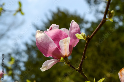 Magnolia soulangeana, magnolia
pośrednia, Rustica Rubra photo