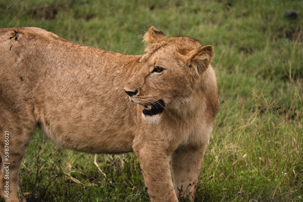 Fototapeta premium León Serengueti