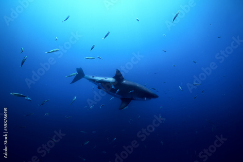 A great white shark comes up from the deep to check out the scent of food near the surface, in the cool, clear waters of the Pacific Ocean. Guadalupe Island, Mexico