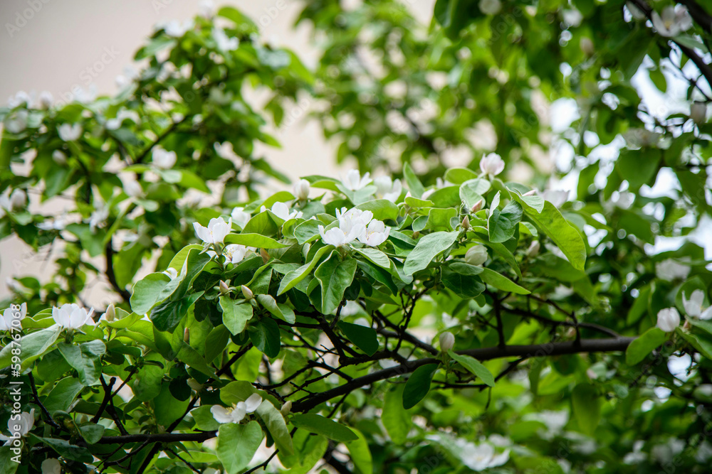 spring flowers spring flowers