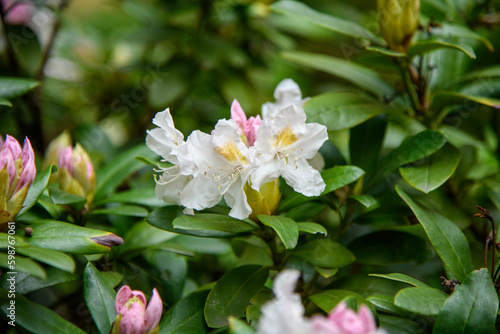 spring flowers