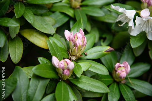 spring flowers