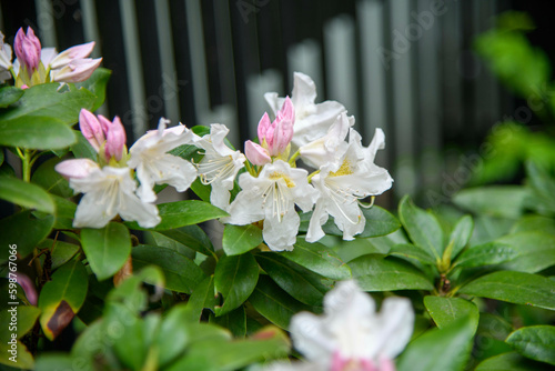 spring flowers