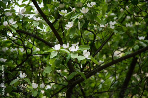 spring flowers