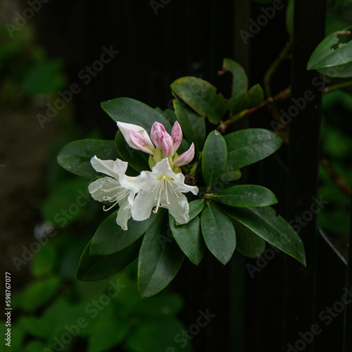 spring flowers