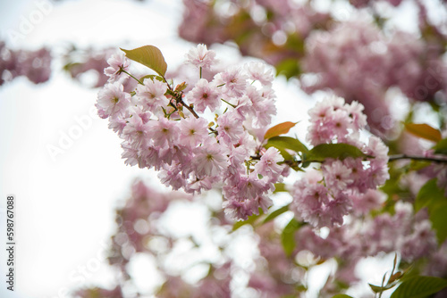 spring flowers