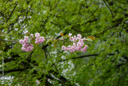spring flowers