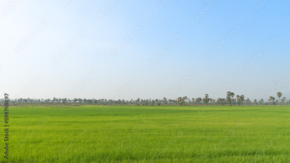 Landscape view of field where seedlings of rice seedlings have begun to be planted. beautiful vast green space under the blue sky.