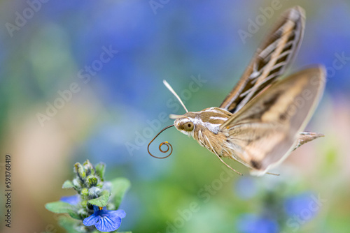 Hummingbird moth near flower