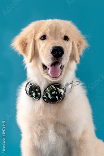 Cuadro en lienzo Golden Retriever puppy dog wearing headphones on the neck, sticking out the tong