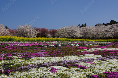 桜と菜の花