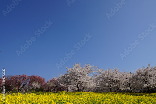 桜と菜の花