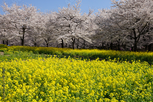 桜と菜の花