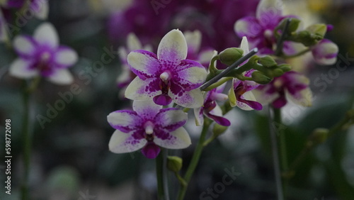 Elegant Orchid Moonlight