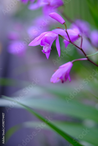 Fototapeta Naklejka Na Ścianę i Meble -  紫色の花を咲かせることから紫蘭。5月に開花する。背景をぼかして花びらをクローズアップ撮影.
