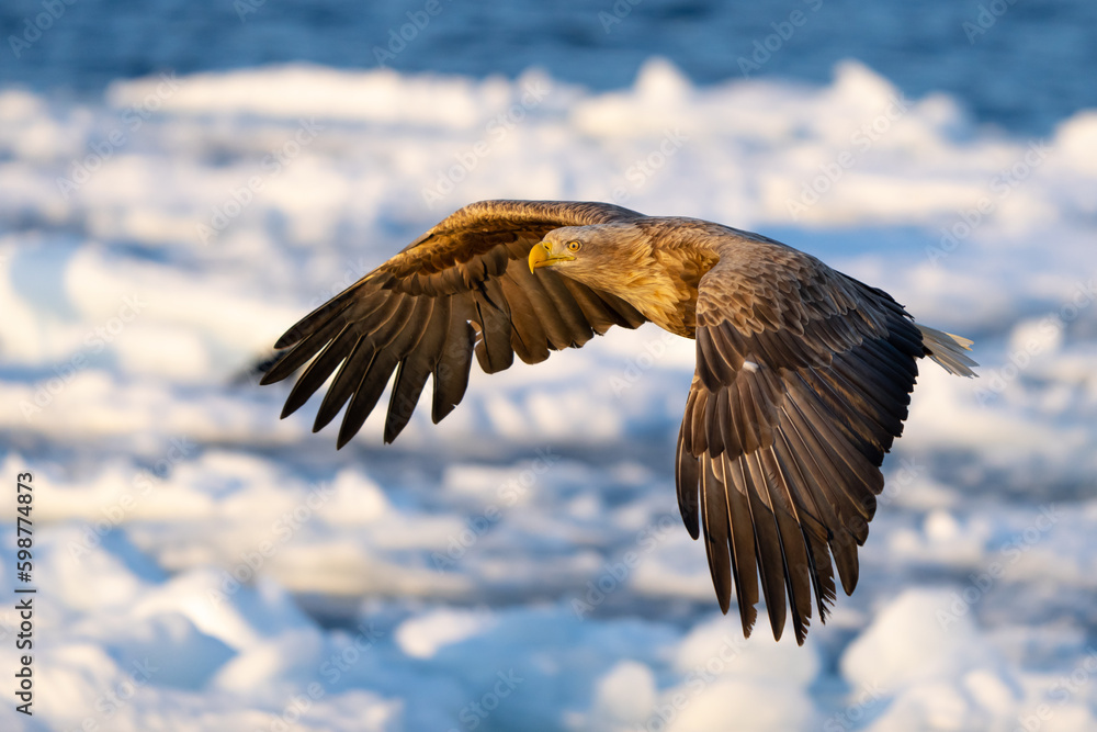 White Tailed Eagle in Flight Over Drift Ice in Hokkaido Japan in Winter White Tailed Eagle in Flight Over Drift Ice in Hokkaido Japan in Winter