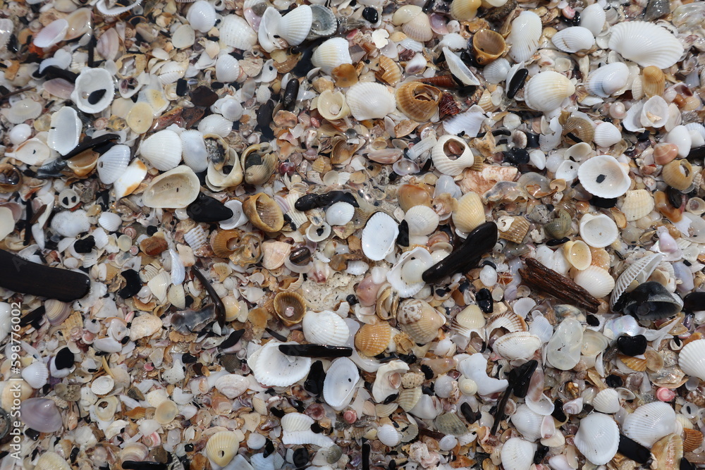 Close-up background abstract of seashells on the beach. Close-up background abstract of seashells on the beach.