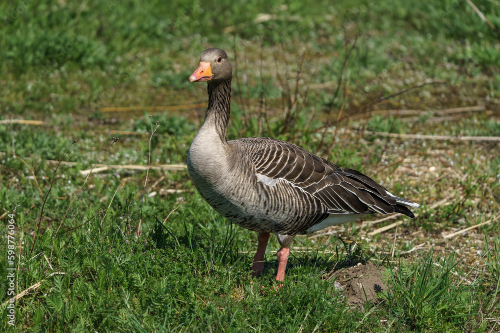 The greylag goose or graylag goose (Anser anser) on a green lawn. The greylag goose or graylag goose (Anser anser) on a green lawn.