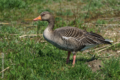 The greylag goose or graylag goose (Anser anser) on a green lawn.