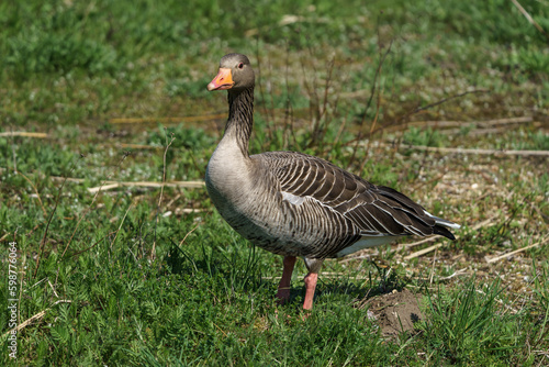 The greylag goose or graylag goose (Anser anser) on a green lawn. © Sergey Kohl