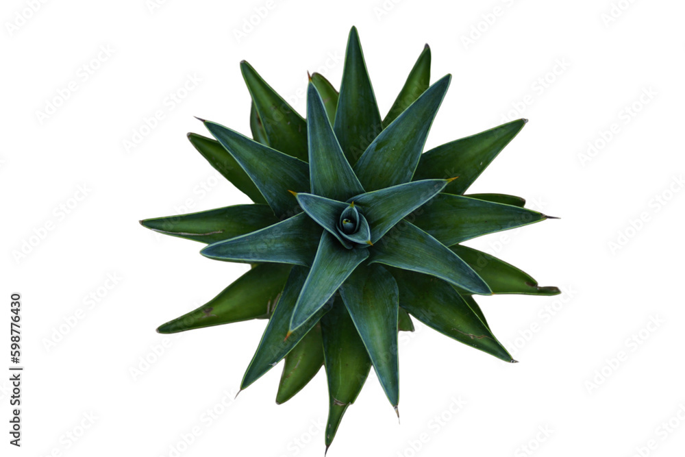 Agave leaf isolated tranparent background Agave leaf isolated tranparent background
