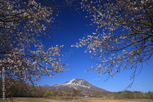 Mount Iwaki and cherry blossoms in JAPAN photo