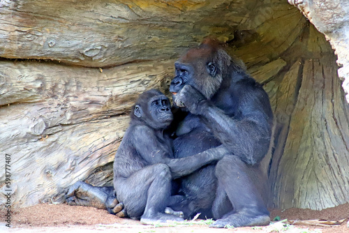 Young gorilla embracing its mother and checking out what is in her hand. 